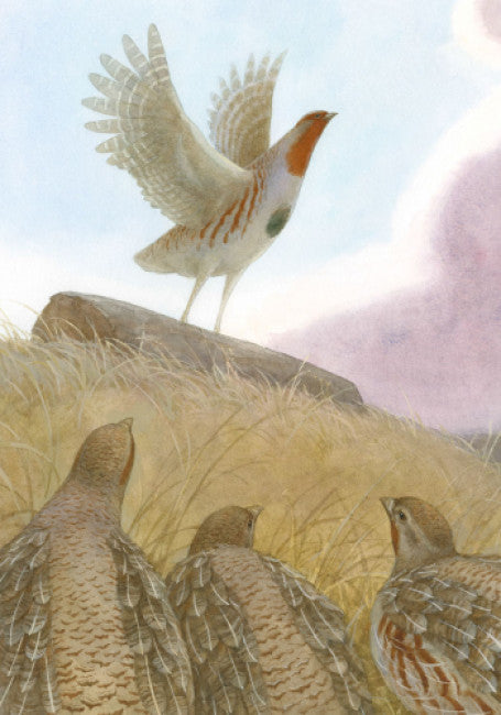 Червона Шийка