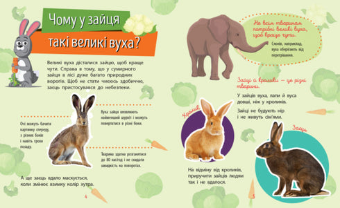 Why are you so cute? Animals