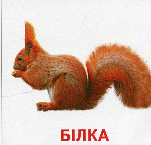 Animals and Birds of Ukraine