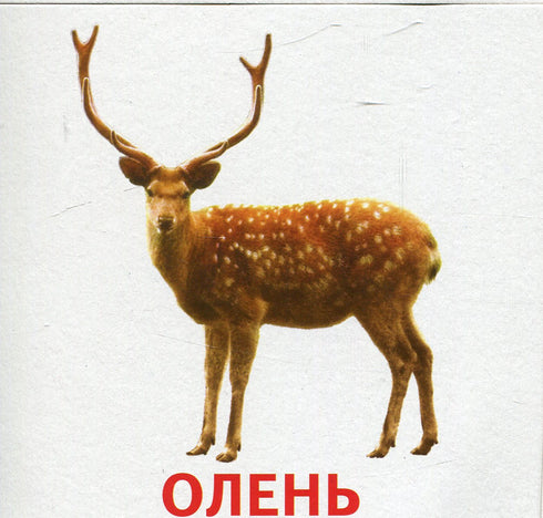 Animals and Birds of Ukraine