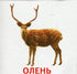 Animals and Birds of Ukraine