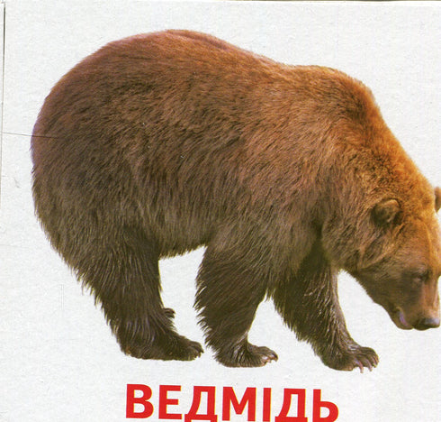 Animals and Birds of Ukraine
